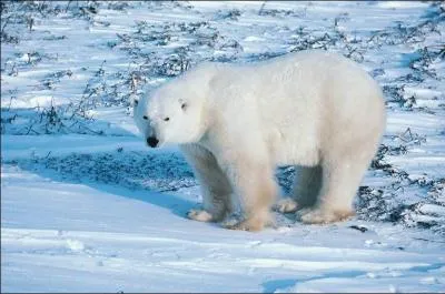 Quel est cet animal ?