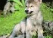 Quiz Le loup dans tous ses tats