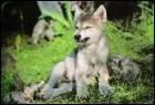 Qui a chant 'Mon p'tit loup' ?