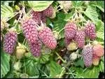 Que sont des 'loganberries' ?