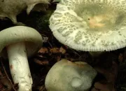 Quiz Champignons et valeur culinaire