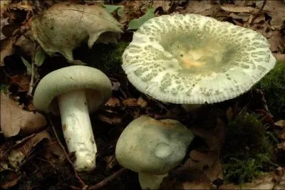 Quelle est la valeur culinaire de ce champignon ?