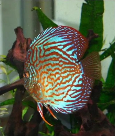 Le surnom du Discus est ?