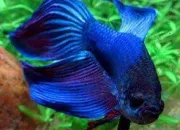 Quiz Le Betta Splendens