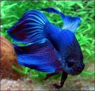 Quel est le nom commun du Betta Splendens ?