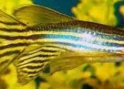 Quiz Le Danio