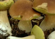 Quiz Champignons et saisons exceptionnelles