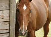 Quiz Robes de chevaux