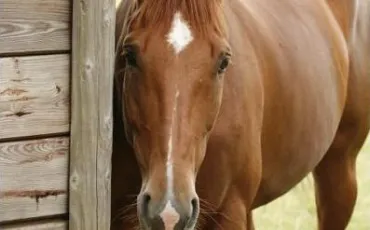 Quiz Chevaux