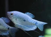 Quiz Gourami bleu