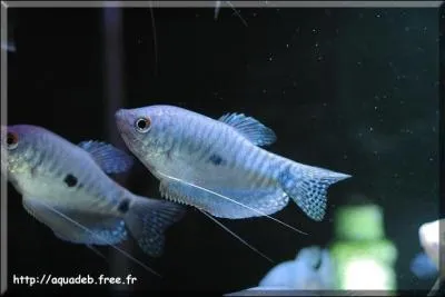 Les Gouramis bleus sont originaires ...