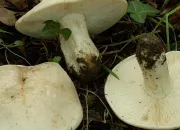 Quiz Champignons au fil des saisons