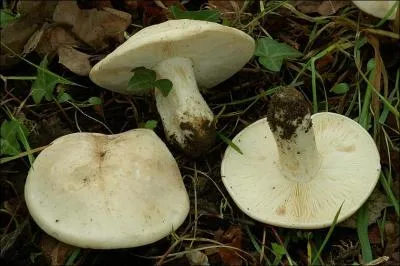 Quelle(s) est (sont) (la) ou (les) saisons de pousses de ce champignon ?