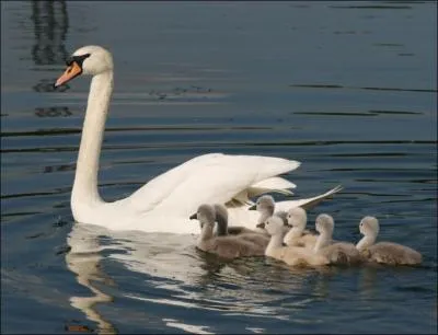 Mon plumage est blanc, j'ai un long cou gracieux, un bec orange et un tubercule noir sur le bec :