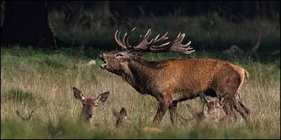 Le bébé du cerf a des bois sur la tête.