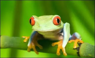 Ce point d'eau est un lieu de rassemblement pour les grenouilles.