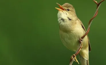 Quiz Oiseaux