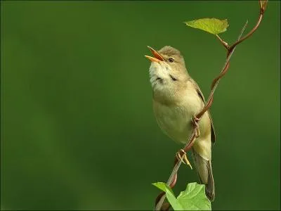 Je vis dans les massifs d'orties, les fourrs marcageux et les bosquets au bord de l'eau