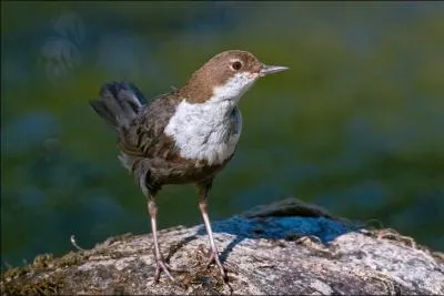 Quel est cet oiseau ?