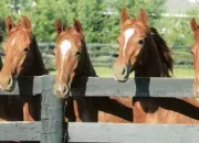 Quiz Chevaux