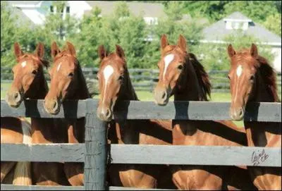 Quelle est la couleur Alezan chez le cheval ?