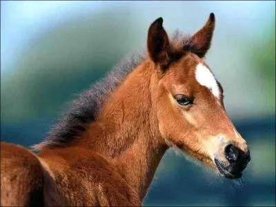 Quel est le petit du cheval ?