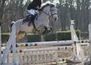 Quiz English riding lesson : jumping