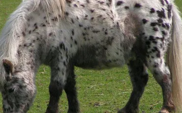 Quiz Chevaux