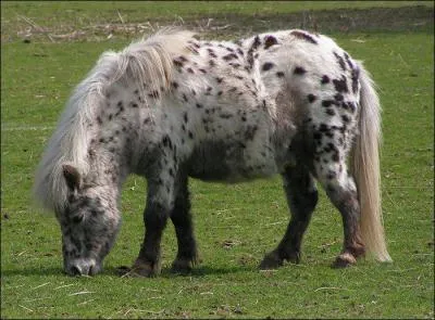 De quelle race est ce poney ?