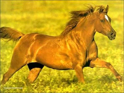 Sur la photo,  quelle allure est ce cheval ?