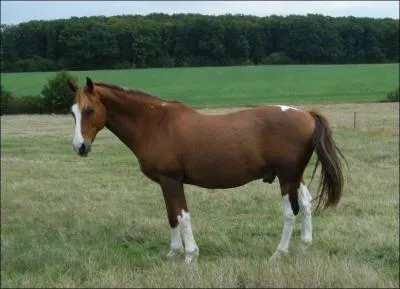 Comment s'appellent les marques sur les membres de ce cheval ?