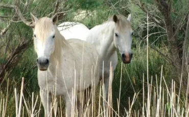 Quiz Chevaux