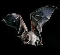 La chauve-souris est un mammifre volant...