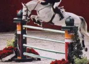 Quiz Equitation : le nom des obstacles