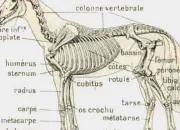 Quiz Quelques questions prpa galop 5 d'quitation