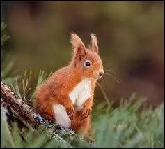 Dans quelle famille est class ce petit rongeur arboricole ?