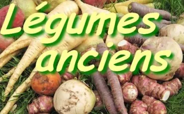 Quiz Legumes