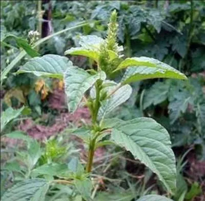 Cette plante ornementale tait jadis populaire pour ses graines. Elles taient consommes sous forme de farine :