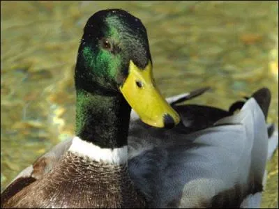 De quelle couleur sont les pattes d'un canard colvert ?