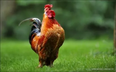 Le coq chante, coquerique ou coqueline.