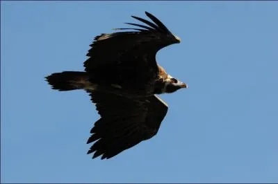 Quel est ce rapace ?