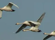 Quiz Oiseaux d'Europe : cygnes, oies et canards