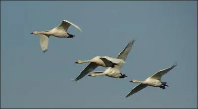 Quels sont ces cygnes ?