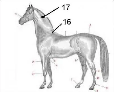 Quelles sont les parties n16 et n17 de l'image ?