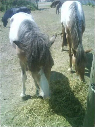 Le cheval est-il un ruminant ?