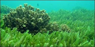 Comment appelle-t-on un végétal de couleur rouge, verte, bleue ou brune vivant dans l'eau ?