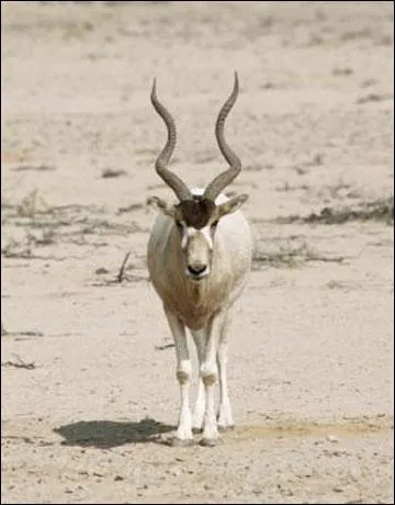 O vit l'addax ?