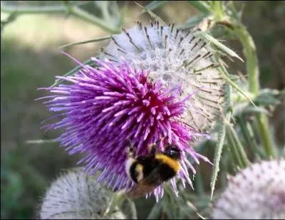 Comment est appel le chardon d'Ecosse ?