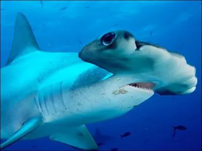 Quel est ce requin ?