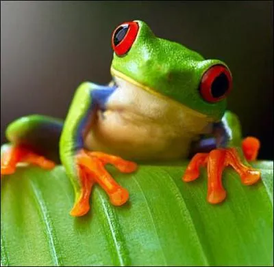 Lequel de ces animaux n'est pas un amphibien (comme la grenouille, par exemple) ?